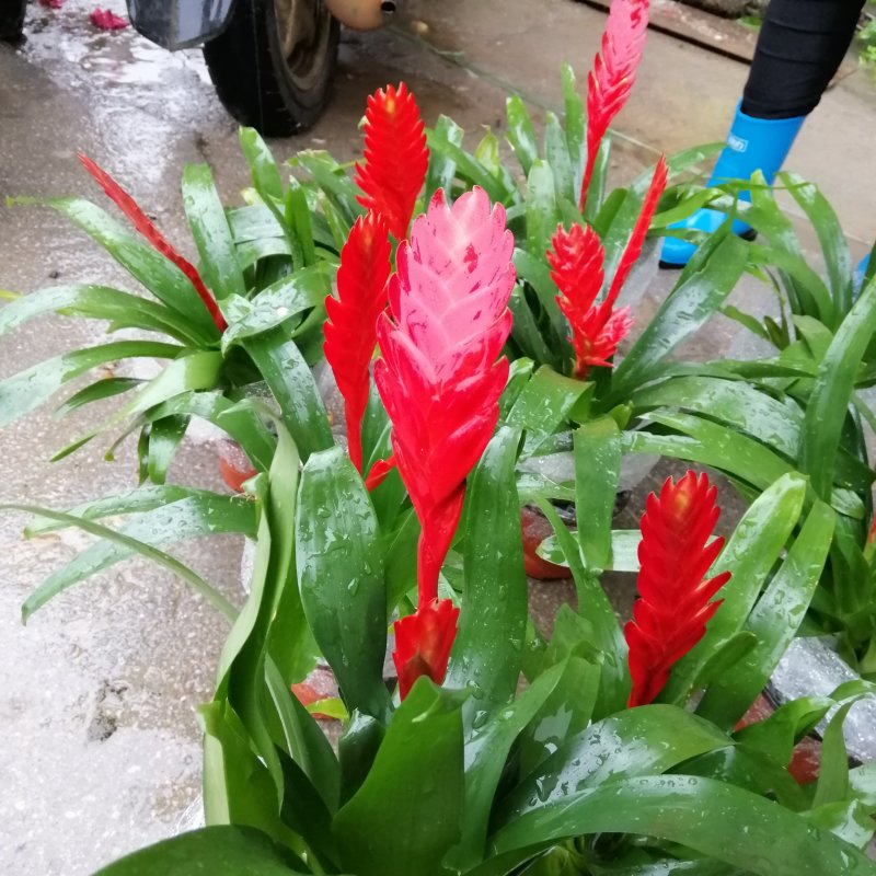 玉扇