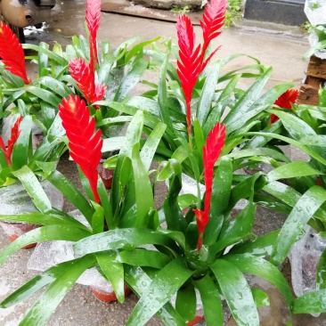玉扇