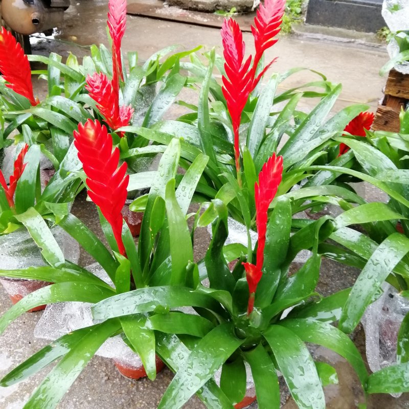 玉扇