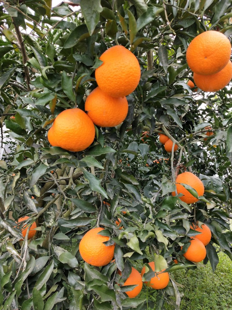 青见，口感好，皮薄，果皮光亮，无虫害，洗水打腊等一条龙。