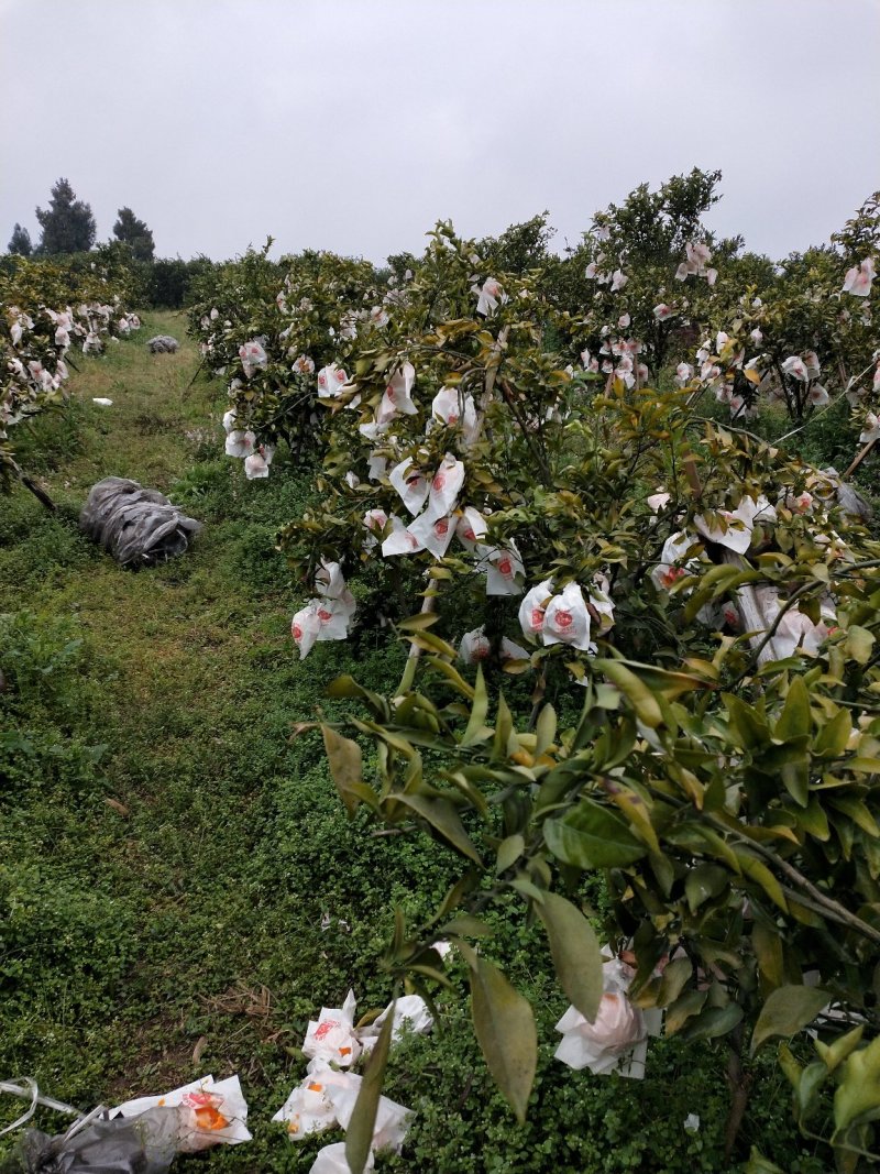 青见，口感好，皮薄，果皮光亮，无虫害，洗水打腊等一条龙。