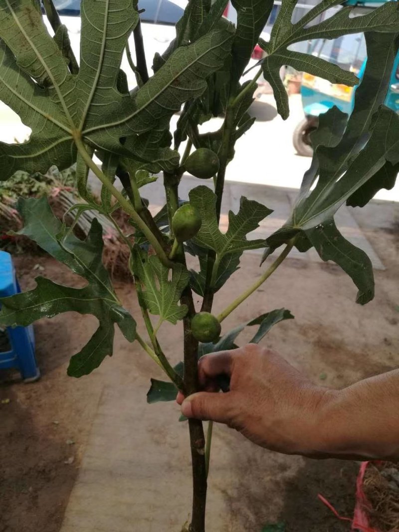 无花果波姬红金奥芬布兰瑞克无花果树苗
