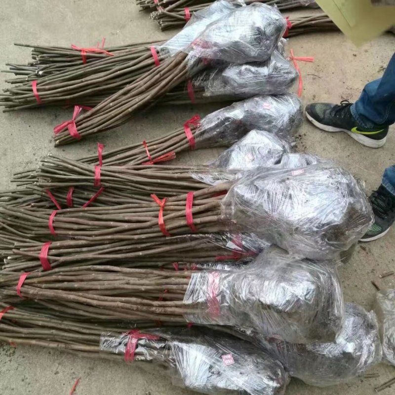 无花果波姬红金奥芬布兰瑞克无花果树苗