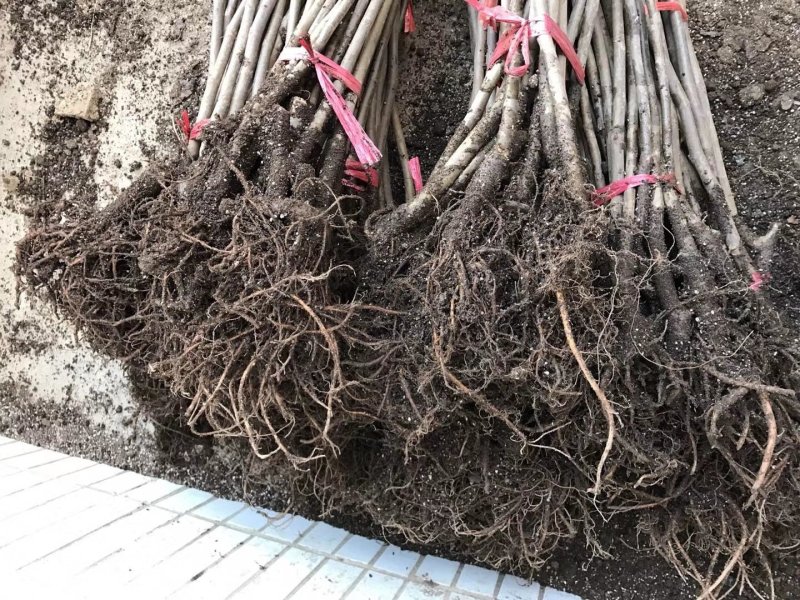 无花果波姬红金奥芬布兰瑞克无花果树苗