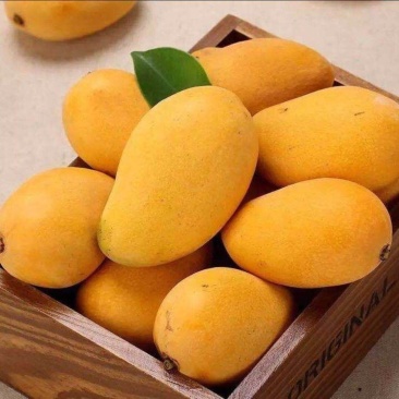 海南小台农