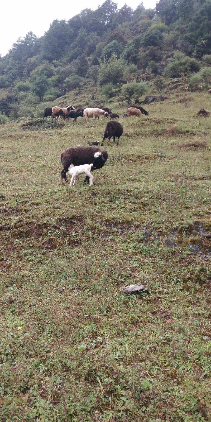乌骨羊生态养殖