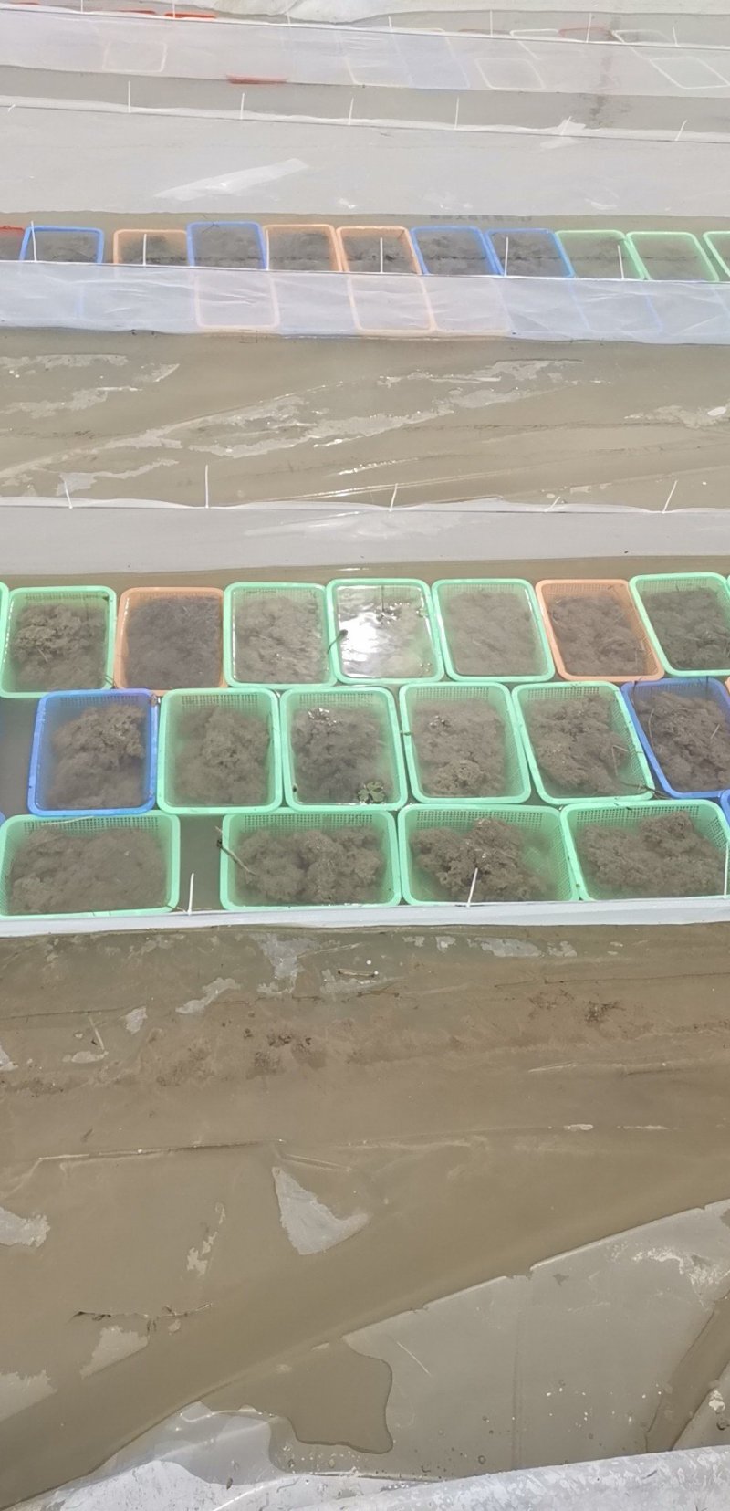 黑斑蛙，幼蛙，蝌蚪，成品蛙。