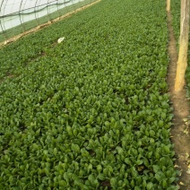 常年供应上海青、快菜、油麦菜