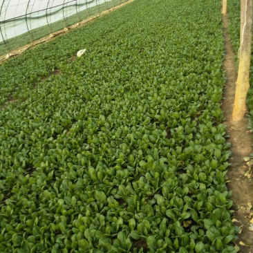 常年供应上海青、快菜、油麦菜