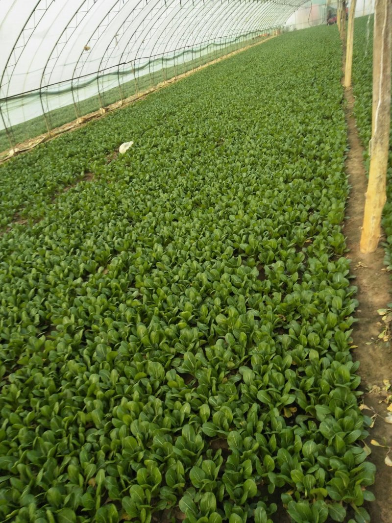 常年供应上海青、快菜、油麦菜