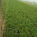 常年供应上海青、快菜、油麦菜