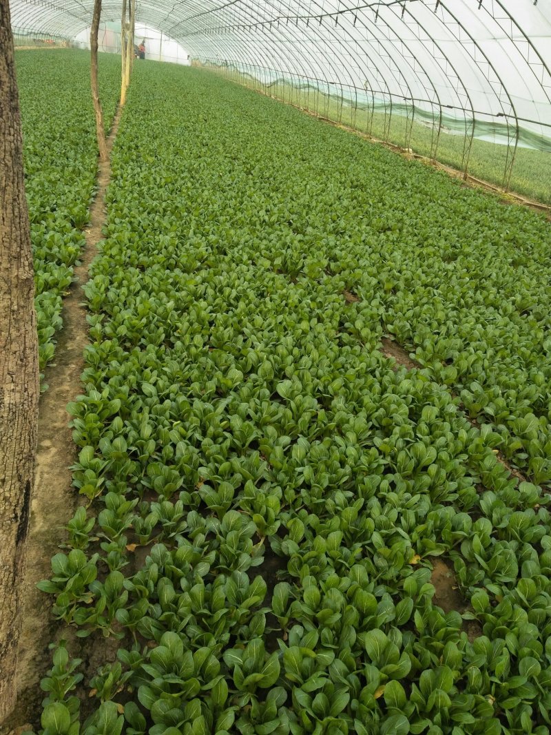 常年供应上海青、快菜、油麦菜
