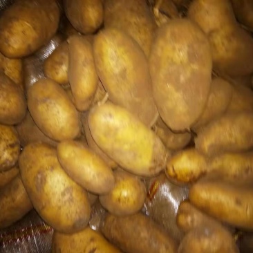 达茂旗土豆