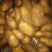 达茂旗土豆