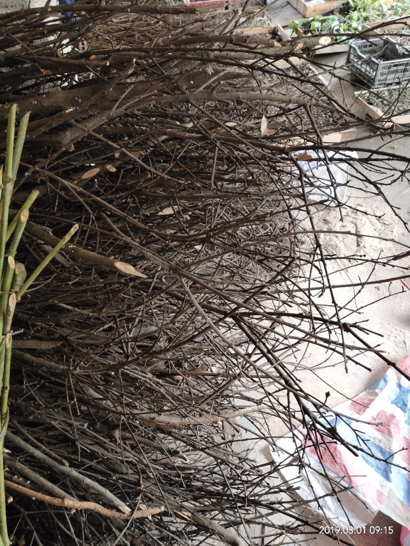 广西苗族香桂枝，肉桂枝，桂树，统货切片，价格优惠，质量优