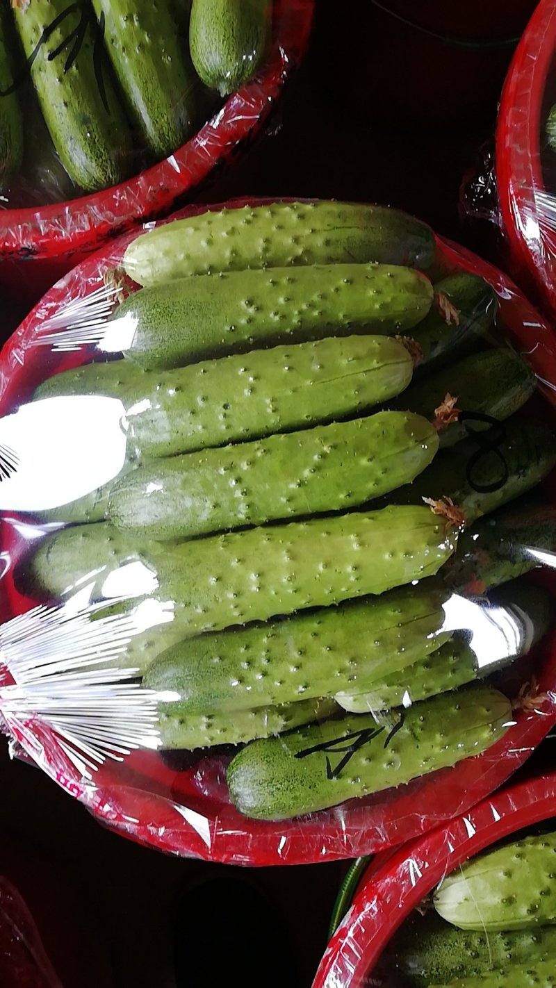 预售秋黄瓜