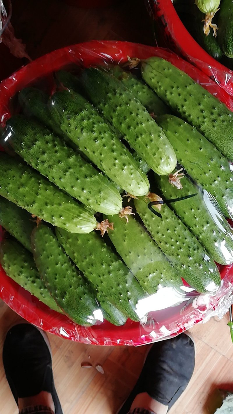 预售秋黄瓜