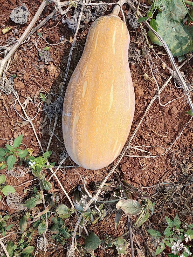 漂亮蜜本南瓜，基地直供，口感面甜，来电订购