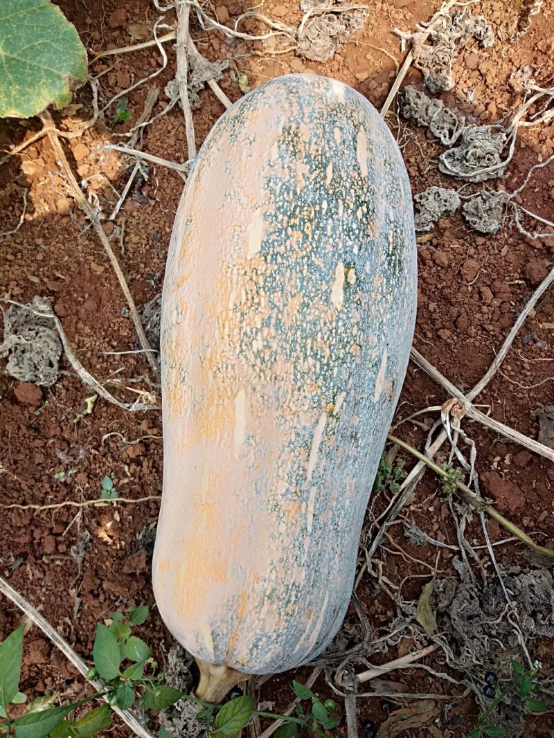 漂亮蜜本南瓜，基地直供，口感面甜，来电订购