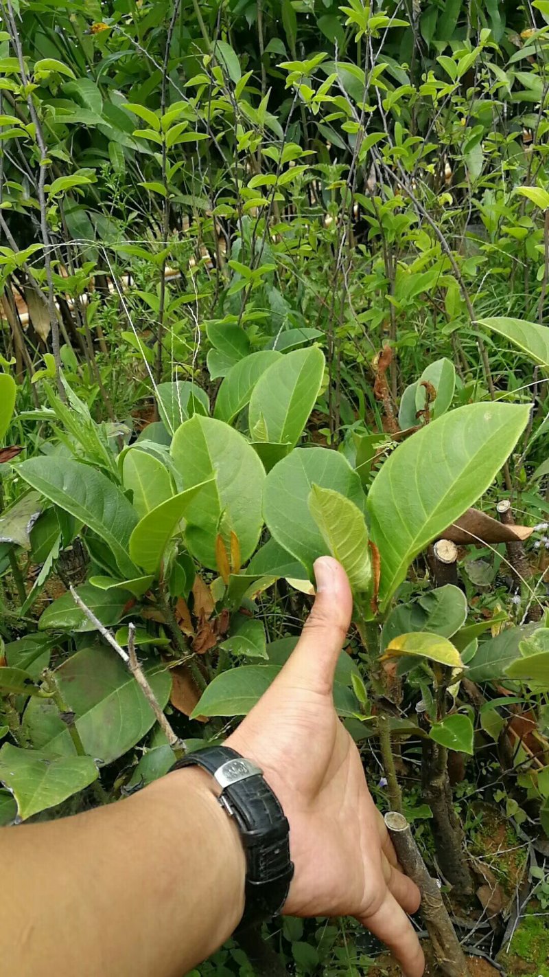 海南正宗榴莲蜜苗