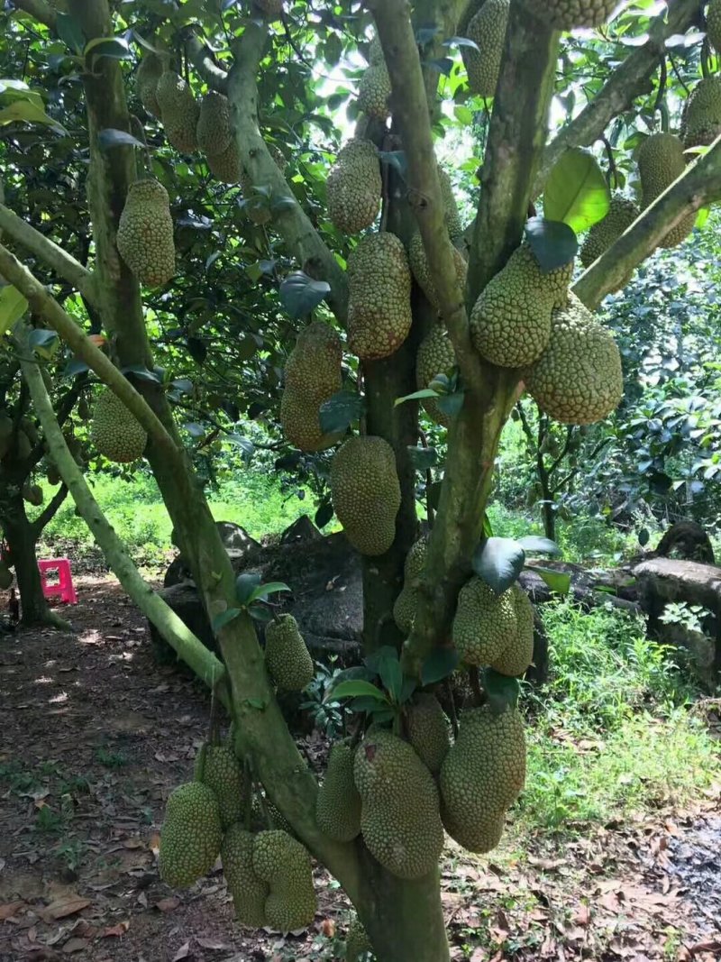 海南正宗榴莲蜜苗