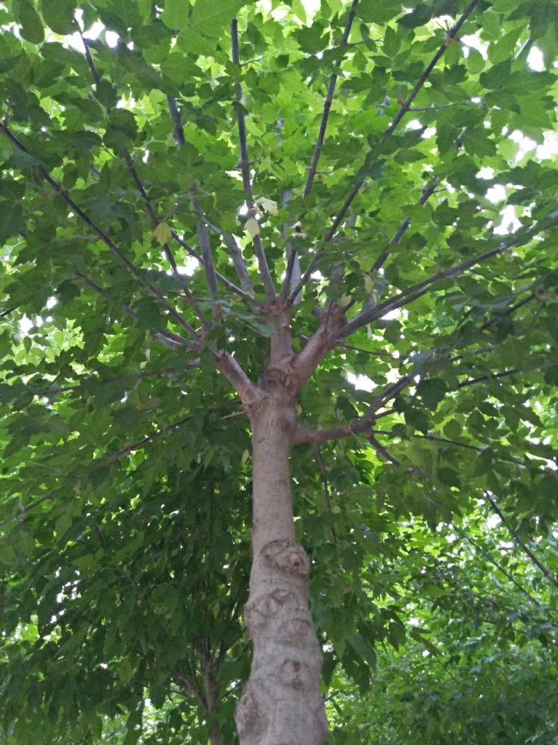 出售原生国槐.红叶李，复叶槭