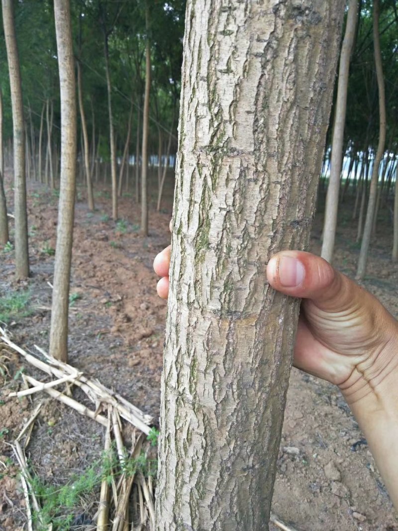 出售原生国槐.红叶李，复叶槭