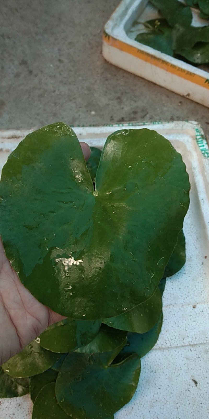一叶莲
