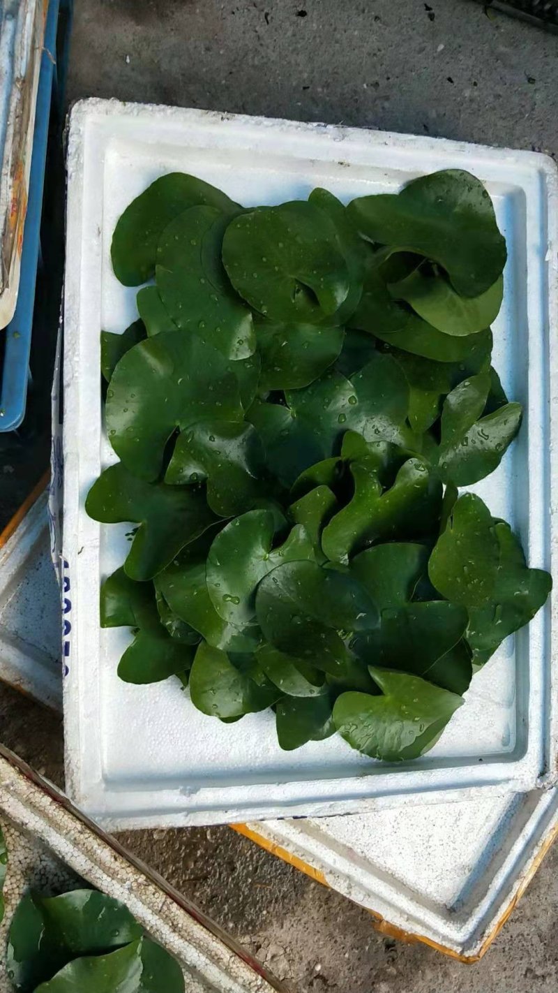 一叶莲