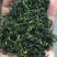 蒲公英根茶