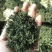 蒲公英根茶