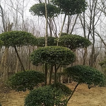 小叶女贞造型