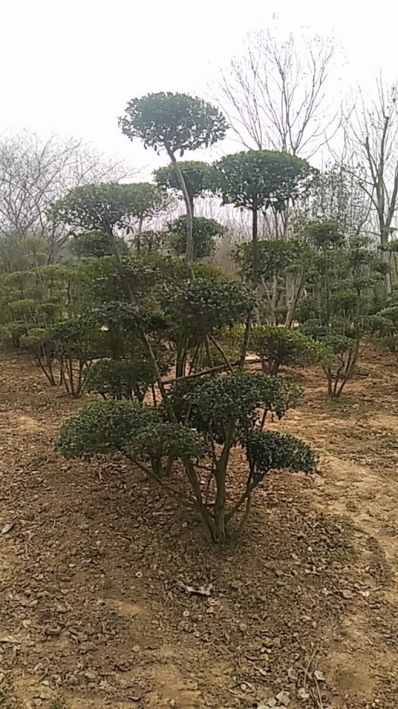 小叶女贞造型