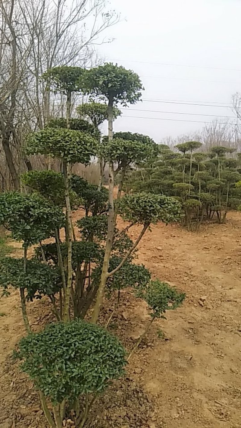 小叶女贞造型