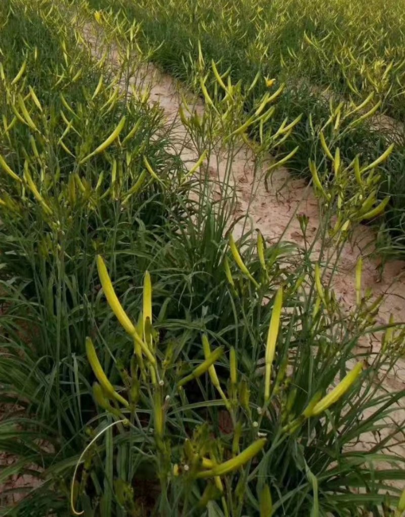 黄花菜苗