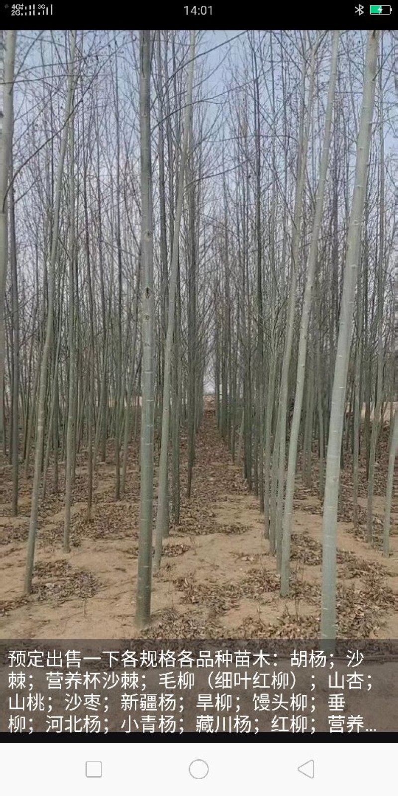 预定，出售各种沙棘，新疆杨，红柳，胡杨，馒头柳，国槐等，