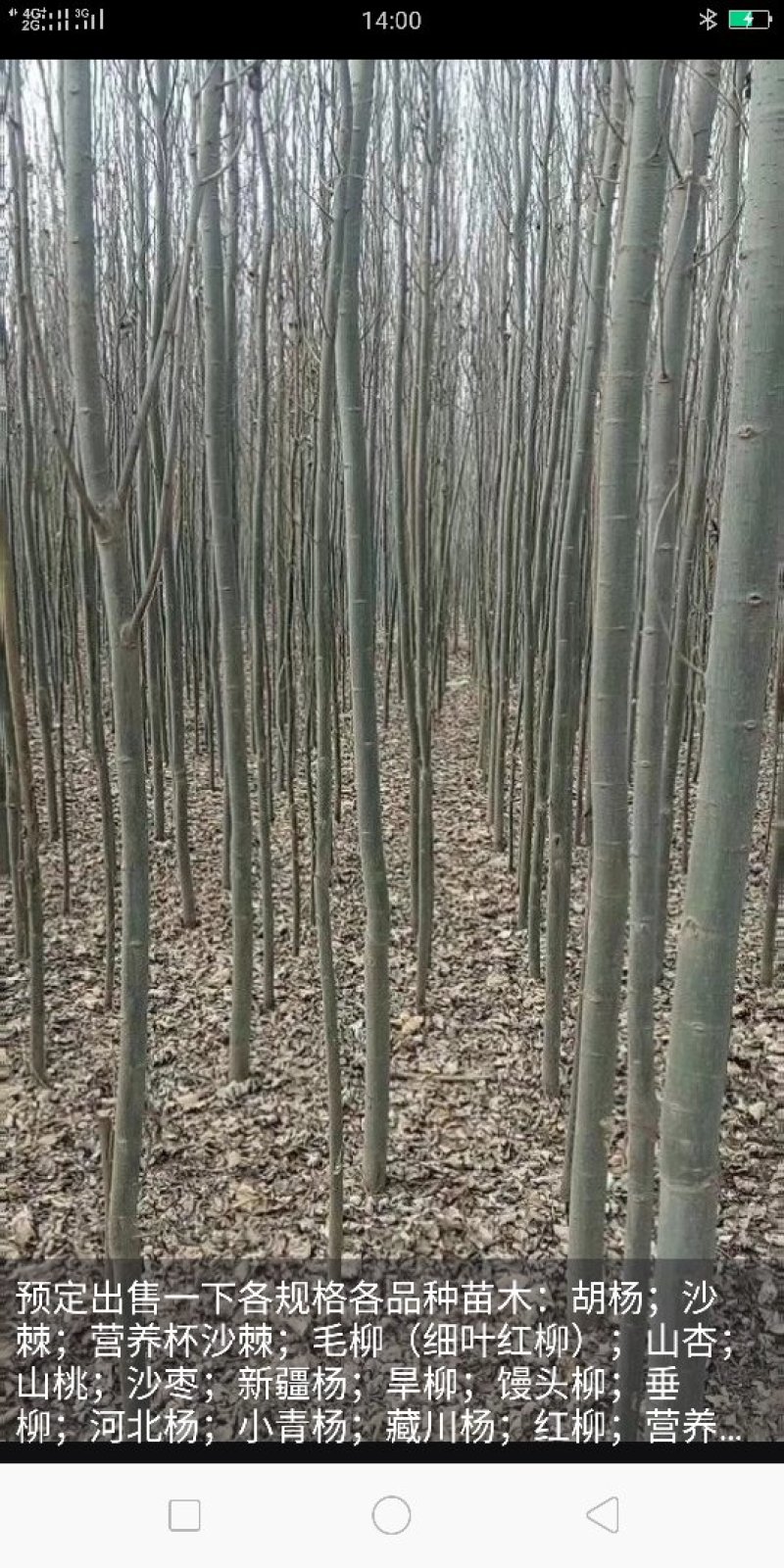 预定，出售各种沙棘，新疆杨，红柳，胡杨，馒头柳，国槐等，