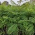 蓝花楹(小袋苗蓝花楹)蓝花楹小苗，各种光杆司令，骨架苗