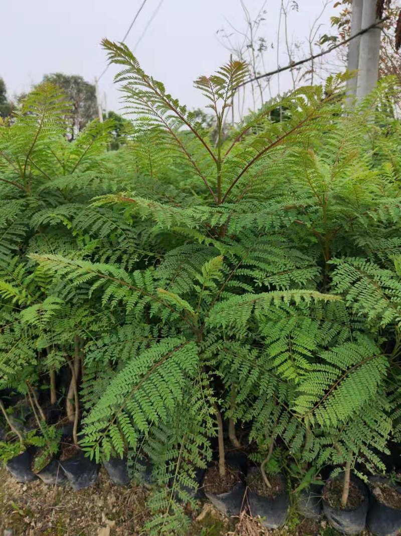 蓝花楹(小袋苗蓝花楹)蓝花楹小苗，各种光杆司令，骨架苗