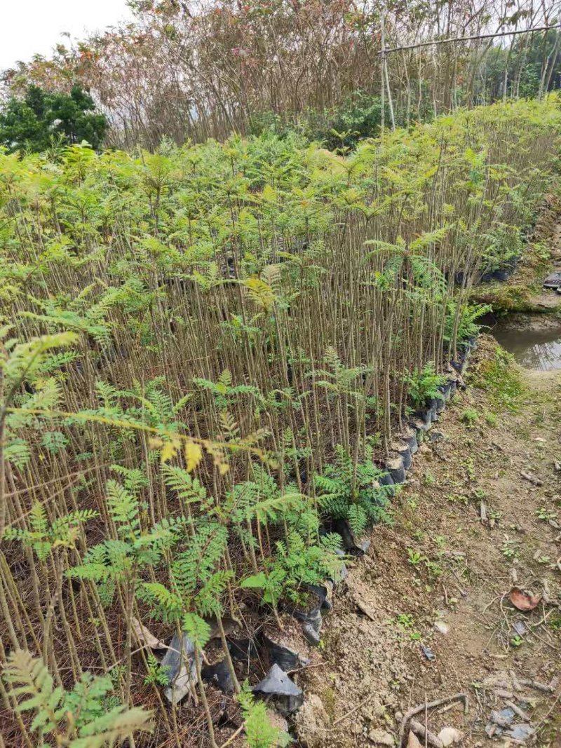 蓝花楹(小袋苗蓝花楹)蓝花楹小苗，各种光杆司令，骨架苗