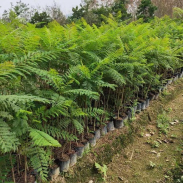 蓝花楹(小袋苗蓝花楹)蓝花楹小苗，各种光杆司令，骨架苗