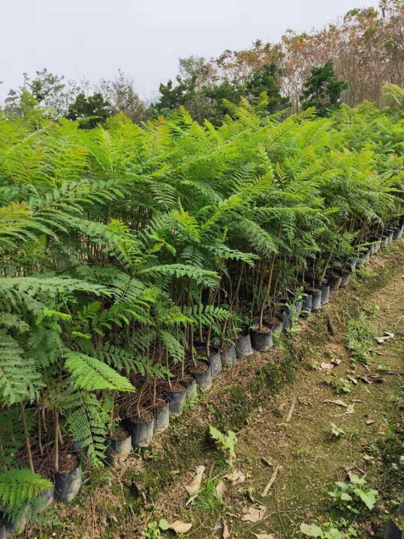 蓝花楹(小袋苗蓝花楹)蓝花楹小苗，各种光杆司令，骨架苗