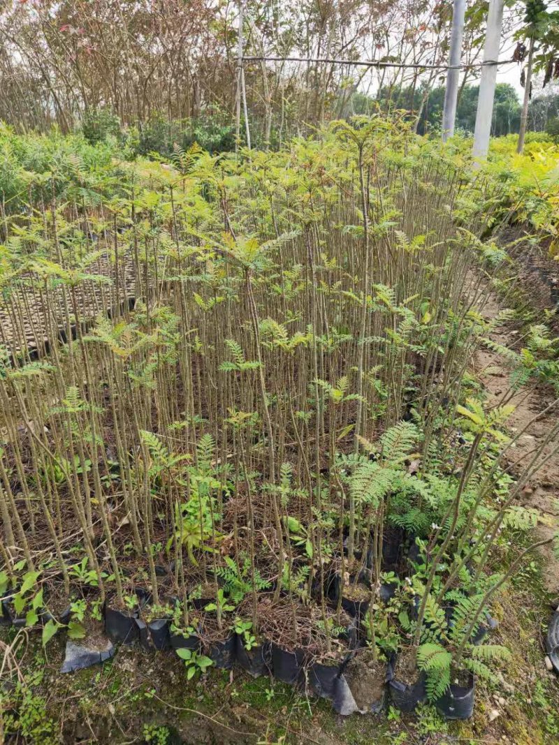 蓝花楹(小袋苗蓝花楹)蓝花楹小苗，各种光杆司令，骨架苗