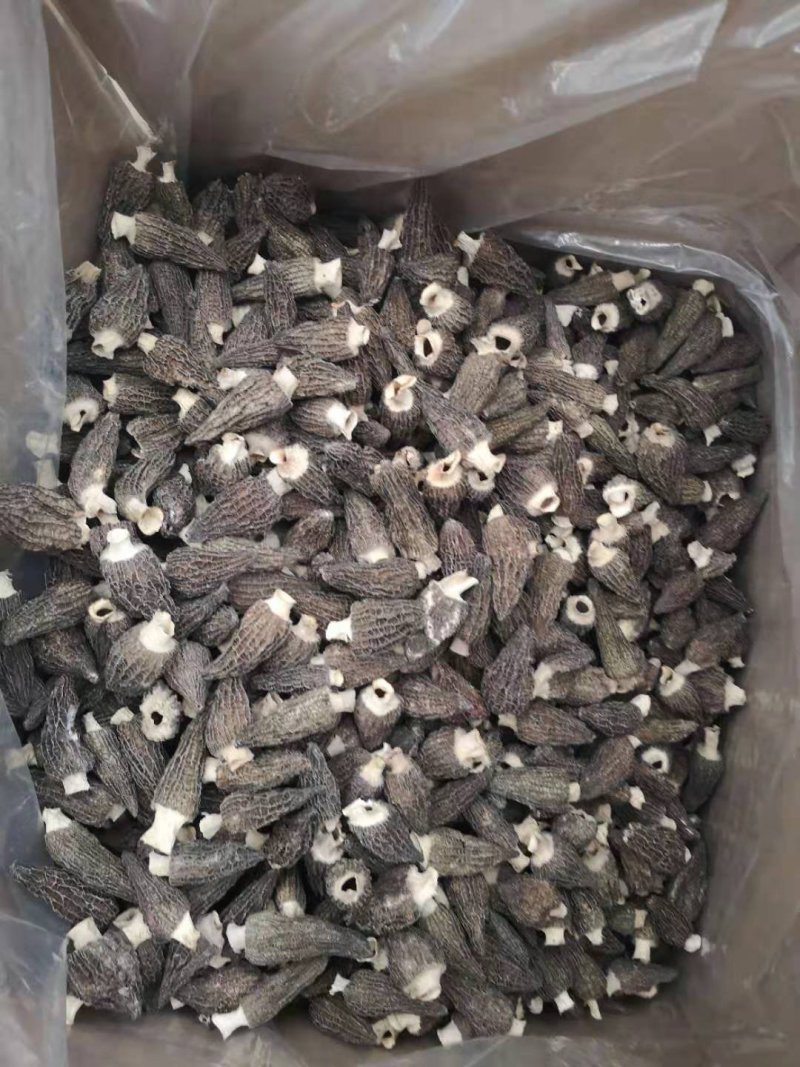 2020春羊肚菌剪柄羊肚菌