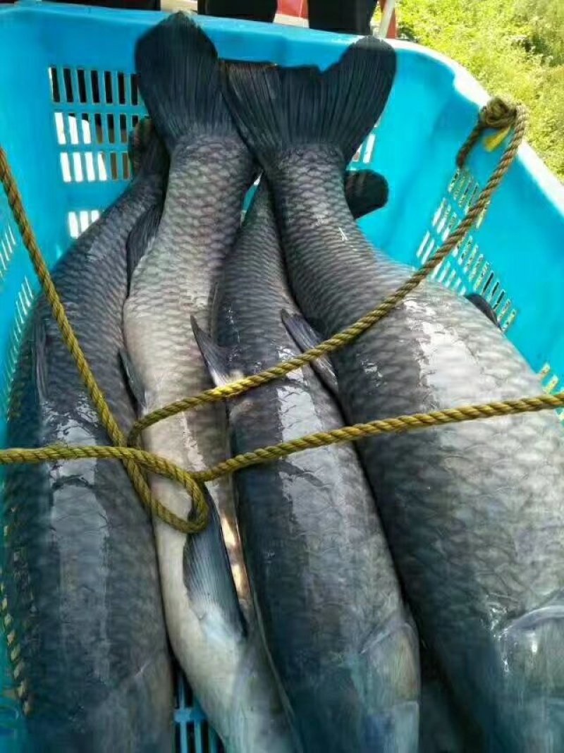青鱼