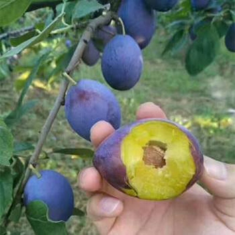 西梅苗，品种保证，现挖现卖，指导种植