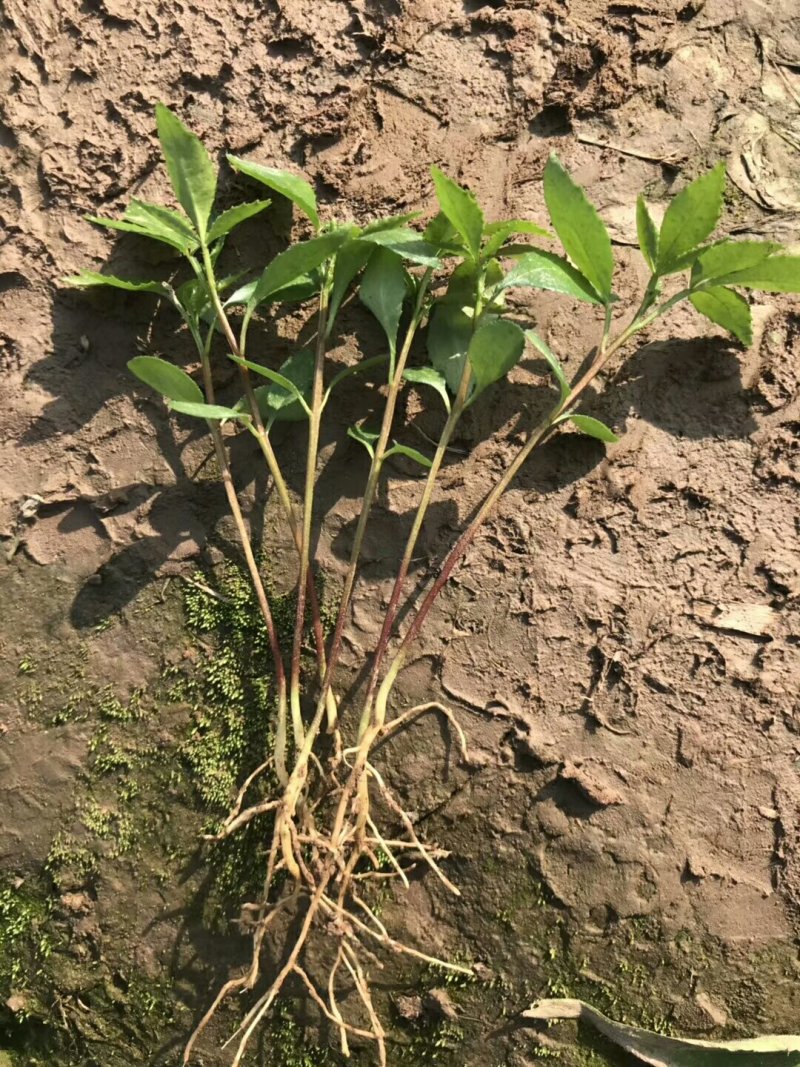 大量出售优质花椒小苗九叶青花椒小苗天知椒小苗藤椒芽苗