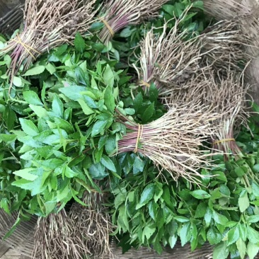 大量出售优质花椒小苗九叶青花椒小苗天知椒小苗藤椒芽苗