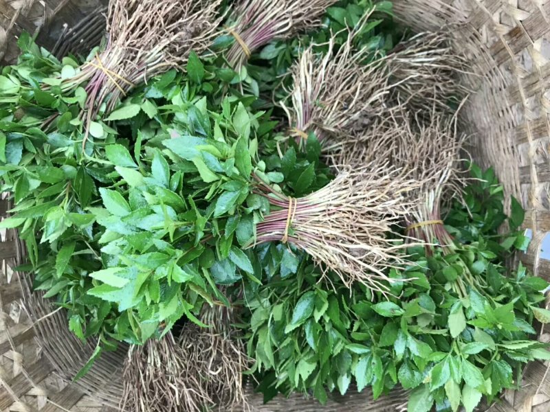 大量出售优质花椒小苗九叶青花椒小苗天知椒小苗藤椒芽苗