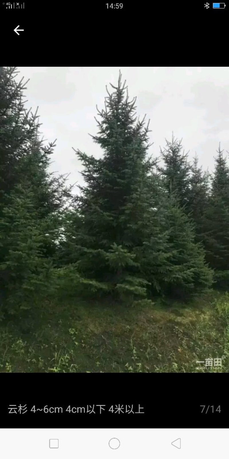 云杉:高1米至4米高不等